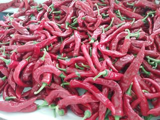 설진완님의 고추 · 영농일지 작성글 사진