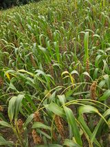 팜모닝 자유주제·자유게시판 게시글 이미지