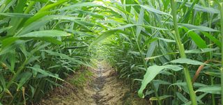 김명수(풍명농장)님의 기타작물 · 영농일지 작성글 사진