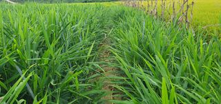 김명수(풍명농장)님의 기타작물 · 영농일지 작성글 사진