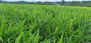 김명수(풍명농장)님의 기타작물 · 영농일지 작성글 사진