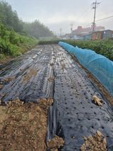 팜모닝 더운 가을, 농사 괜찮으신가요?·참여글 게시글 이미지