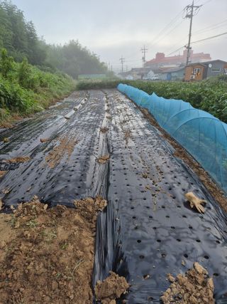 함안 권옥순님의 더운 가을, 농사 괜찮으신가요? · 참여글 작성글 사진