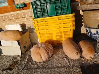 정구옥님의 호박 · 영농일지 작성글 사진