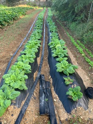 조용욱 용강농원님의 배추 · 영농일지 작성글 사진