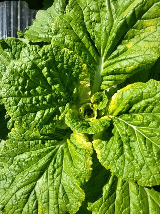 김희철님의 배추 · 병해충상담 작성글 사진