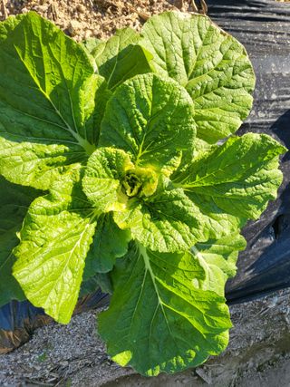 김희철님의 배추 · 병해충상담 작성글 사진