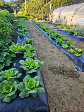 마중물0715님의 배추 · 영농일지 작성글 사진