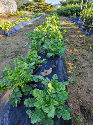 마중물0715님의 배추 · 영농일지 작성글 사진