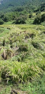 팜모닝 벼·영농일지 게시글 이미지