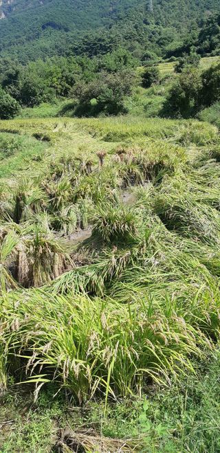 벼농사농군님의 벼 · 영농일지 작성글 사진