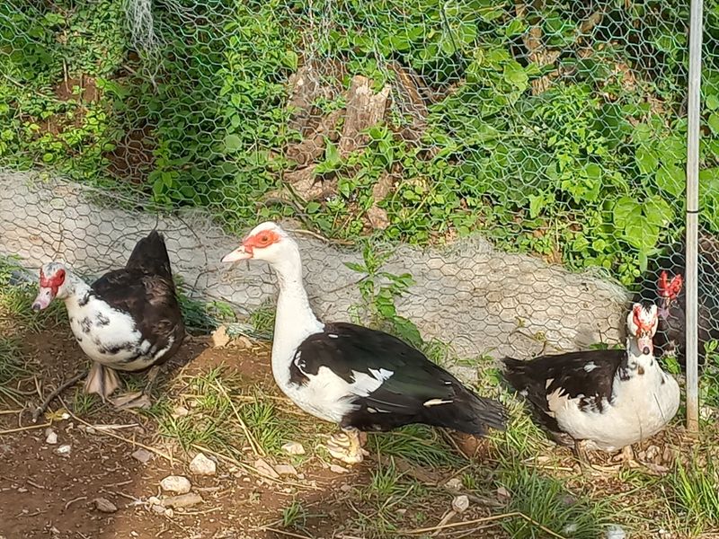 장터 상품 [머스코비오리 ] 썸네일