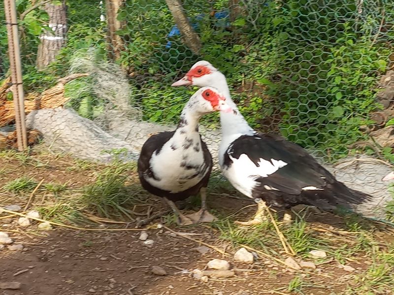 김영복님의 장터 판매 상품 [머스코비오리 ] 첨부 사진