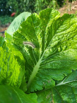 농약비료유기농쟁이님의 자유주제 · 자유게시판 작성글 사진