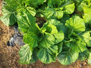 농약비료유기농쟁이님의 자유주제 · 자유게시판 작성글 사진