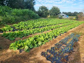 농약비료유기농쟁이님의 자유주제 · 자유게시판 작성글 사진