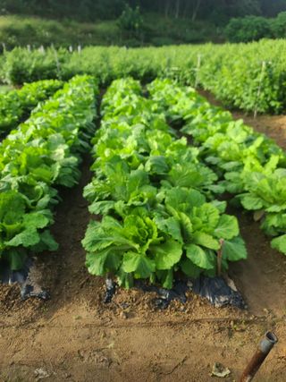 도담농장님의 더운 가을, 농사 괜찮으신가요? · 참여글 작성글 사진