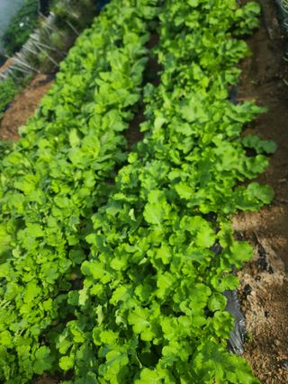 도담농장님의 더운 가을, 농사 괜찮으신가요? · 참여글 작성글 사진