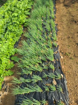 도담농장님의 더운 가을, 농사 괜찮으신가요? · 참여글 작성글 사진