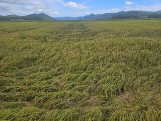 땅끝해남님의 벼 · 영농일지 작성글 사진