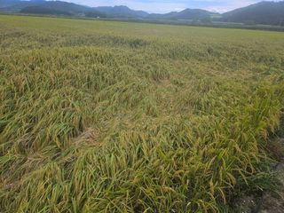 땅끝해남님의 벼 · 영농일지 작성글 사진