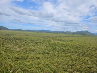 땅끝해남님의 벼 · 영농일지 작성글 사진