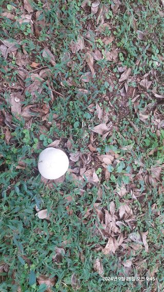 류황님의 자유주제 · 자유게시판 작성글 사진