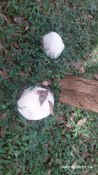 류황님의 자유주제 · 자유게시판 작성글 사진