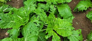 왕초보보안관님의 배추 · 병해충상담 작성글 사진