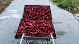 김미선님의 사과 · 영농일지 작성글 사진