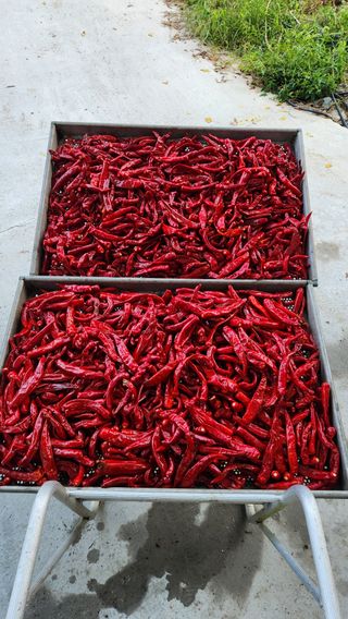 김미선님의 사과 · 영농일지 작성글 사진