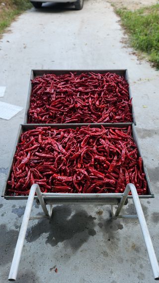 김미선님의 사과 · 영농일지 작성글 사진