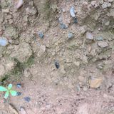 팜모닝 배추·병해충상담 게시글 이미지