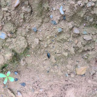 철우(이철우)님의 배추 · 병해충상담 작성글 사진