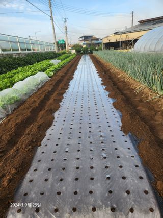 김시내 님의 마늘 · 영농일지 작성글 사진