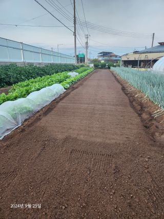 김시내 님의 마늘 · 영농일지 작성글 사진