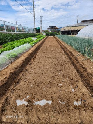 김시내 님의 마늘 · 영농일지 작성글 사진