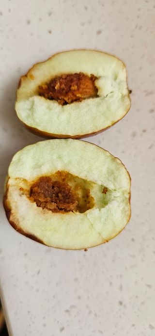 춘천(세모돌이)님의 농사, 무엇이든 물어보세요! · 참여글 작성글 사진