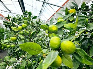 복희네농장(달콤향)님의 귤 · 영농일지 작성글 사진