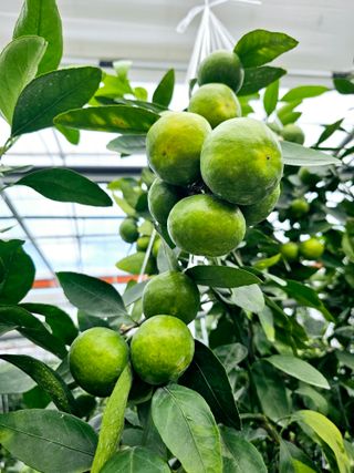 복희네농장(달콤향)님의 귤 · 영농일지 작성글 사진