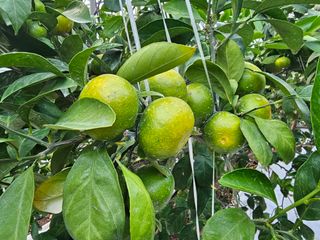 복희네농장(달콤향)님의 귤 · 영농일지 작성글 사진