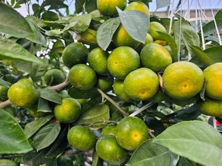 복희네농장(달콤향)님의 귤 · 영농일지 작성글 사진