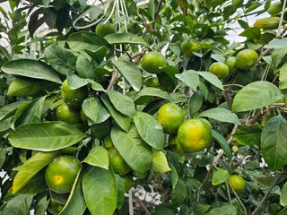 복희네농장(달콤향)님의 귤 · 영농일지 작성글 사진