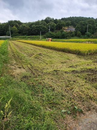 김연숙님의 벼 · 영농일지 작성글 사진