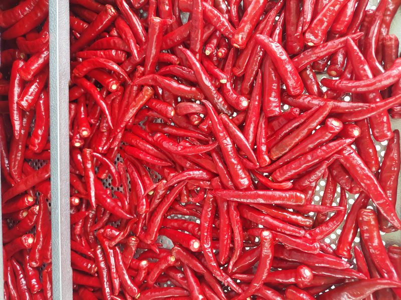 김경희 님의 장터 판매 상품 [2024 땡초고추가루(600그램/한근)청양고추] 첨부 사진