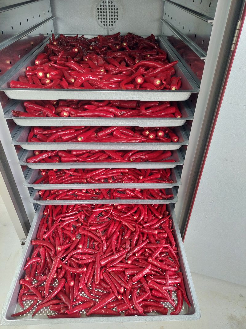 김경희 님의 장터 판매 상품 [2024 땡초고추가루(600그램/한근)청양고추] 첨부 사진