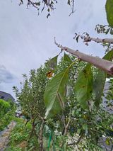 팜모닝 자두·병해충상담 게시글 이미지