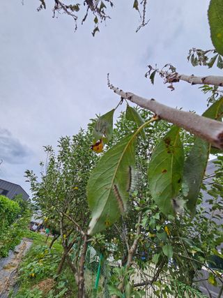 j.y.park님의 자두 · 병해충상담 작성글 사진