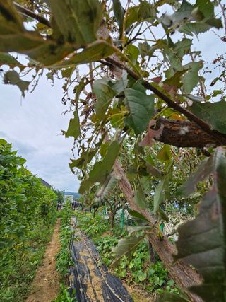 j.y.park님의 자두 · 병해충상담 작성글 사진