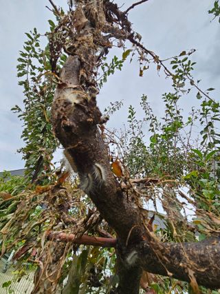 j.y.park님의 자두 · 병해충상담 작성글 사진